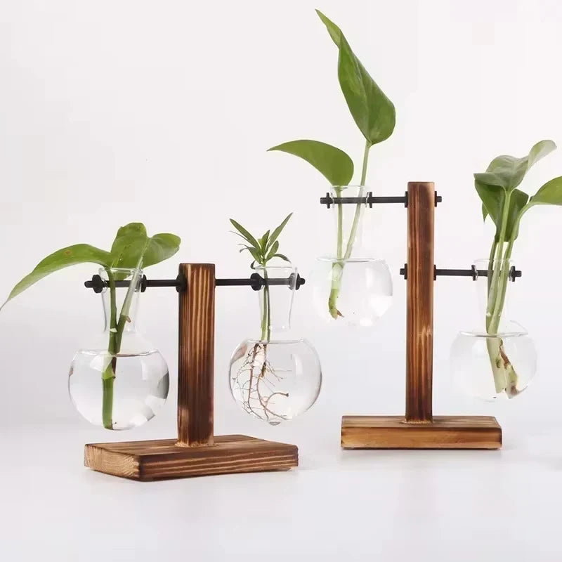 Florero hidroponia de madera para brotes en agua