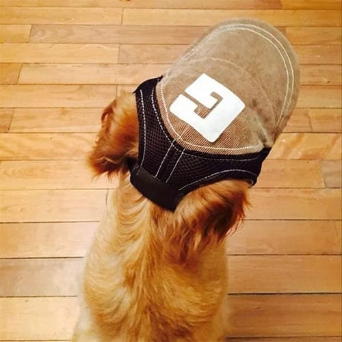 Gorra con vicera para perro