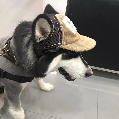 Gorra con vicera para perro
