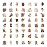 Kit De Stickers Adhesivos Gatitos Meme Gatos