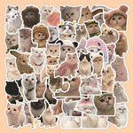 Kit De Stickers Adhesivos Gatitos Meme Gatos