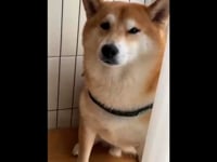 Video de Huevo meme Perro 